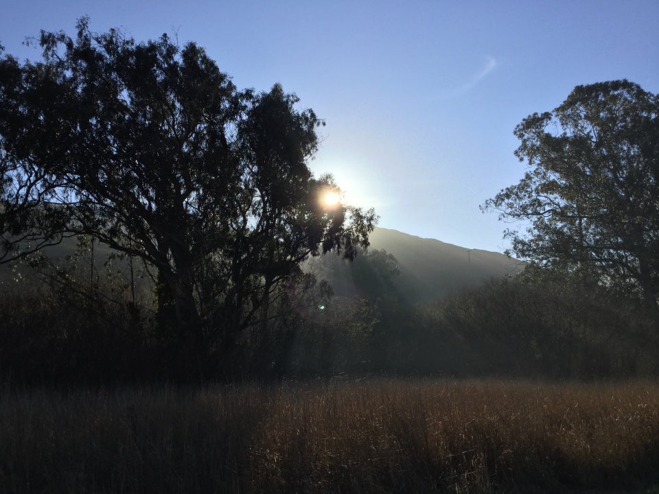 The sun just risen above a hill, shining through the edge of a eucalyptus tree, backlighting it, sunbeams glistening and lighting up the golden grass field below.