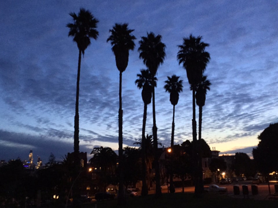 Spotted clouds in the pre-dawn blue sky, above seven palm trees being backlit in Dolores Park.