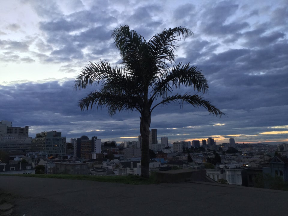 Mostly cloudy early morning sky, thicker towards the horizon, with just a few cracks where dawn’s light can be seen, lighting up buildings in the distance, diffusely backlighting a palm tree in Alta Plaza park, with a paved path in front of it, and green grass on both sides of the path.