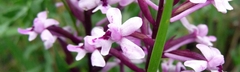 Orchidea Branciforti (orchis quadripuctata)